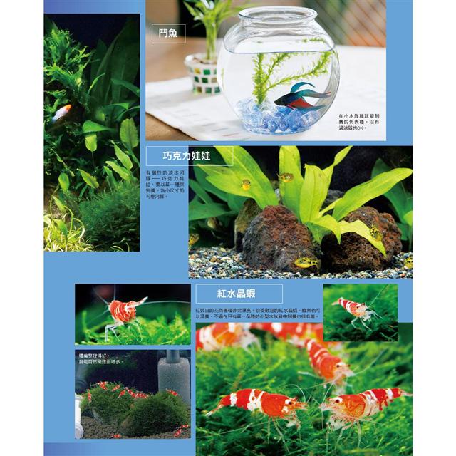 熱帶魚與水草的飼育法 暢銷版 Pchome 24h書店